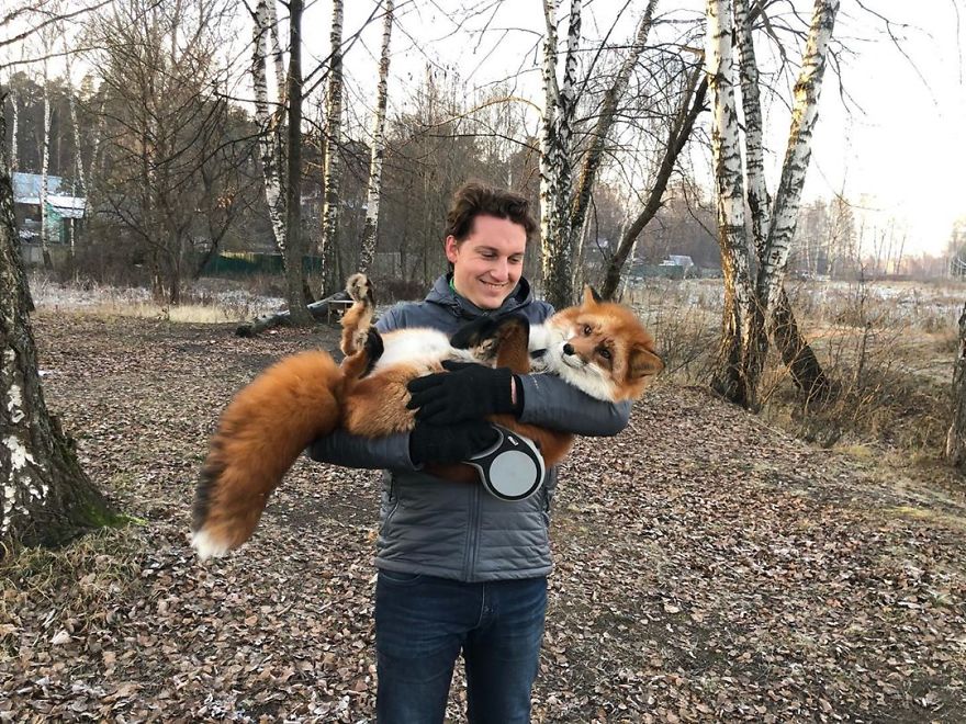 Man Saves Fox From Fur Farm And It Becomes His Most Loyal Friend