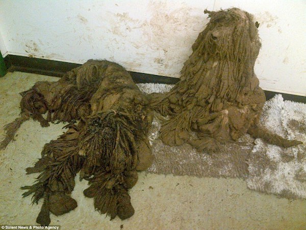 Man Rescues Severely Matted Dogs Thought To Be A Pile Of Rags