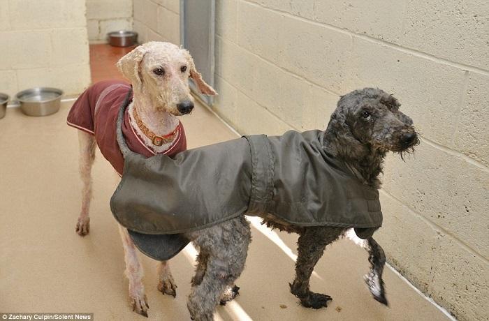 Man Rescues Severely Matted Dogs Thought To Be A Pile Of Rags