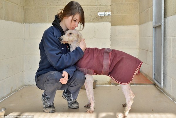 Man Rescues Severely Matted Dogs Thought To Be A Pile Of Rags