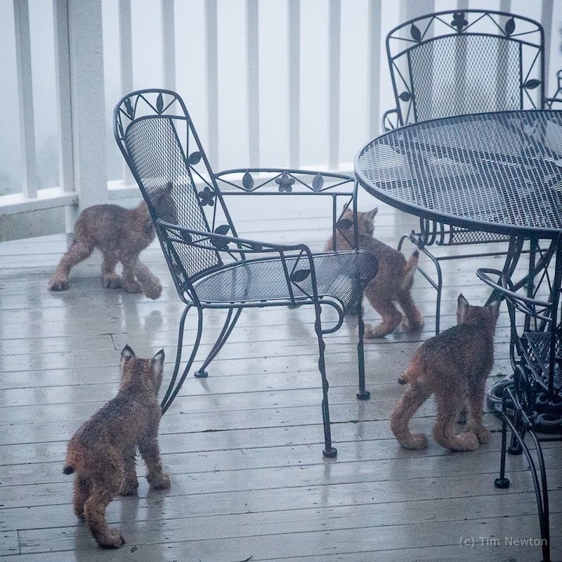 Alaskan Man Wakes Up To Find Lynx Family Playing On His Porch