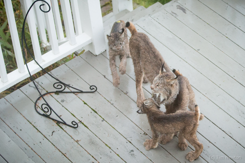 Alaskan Man Wakes Up To Find Lynx Family Playing On His Porch