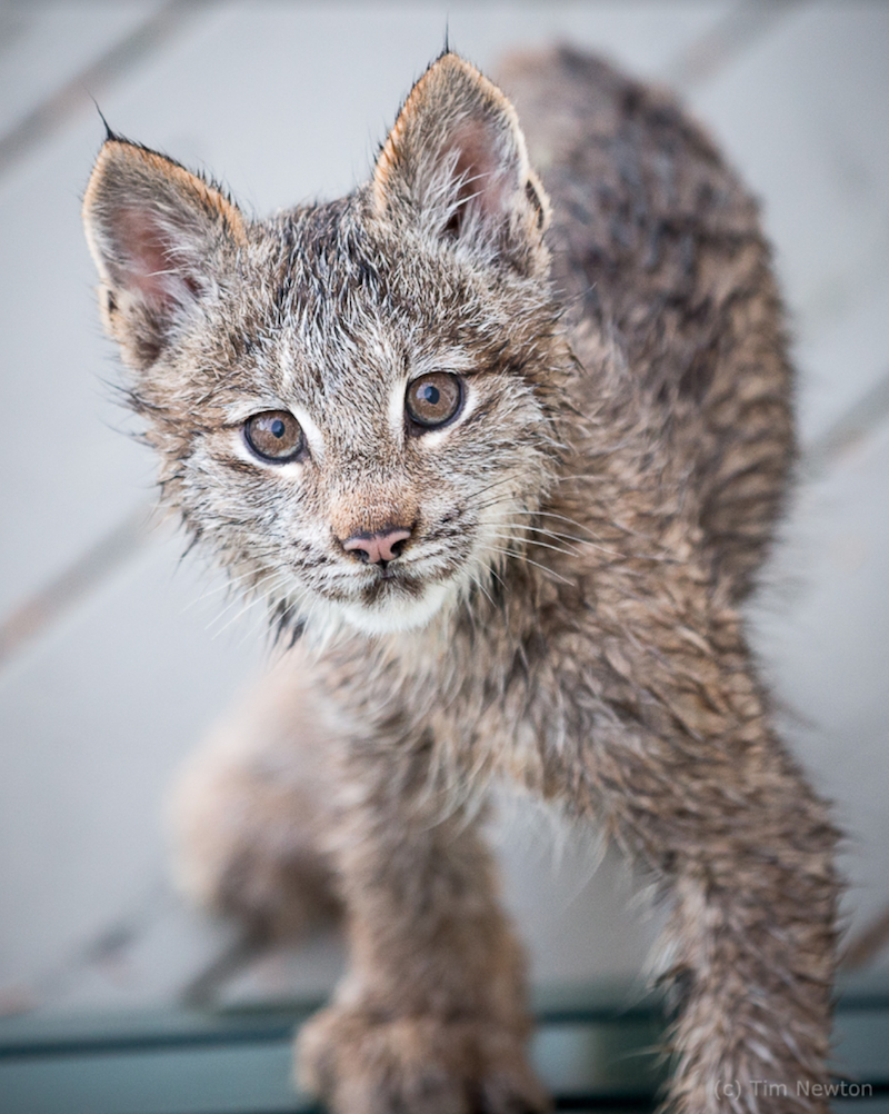 Alaskan Man Wakes Up To Find Lynx Family Playing On His Porch