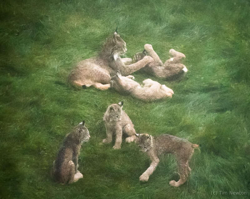 Alaskan Man Wakes Up To Find Lynx Family Playing On His Porch