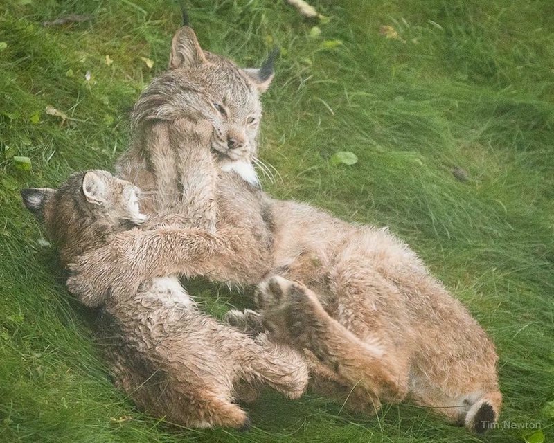 Alaskan Man Wakes Up To Find Lynx Family Playing On His Porch