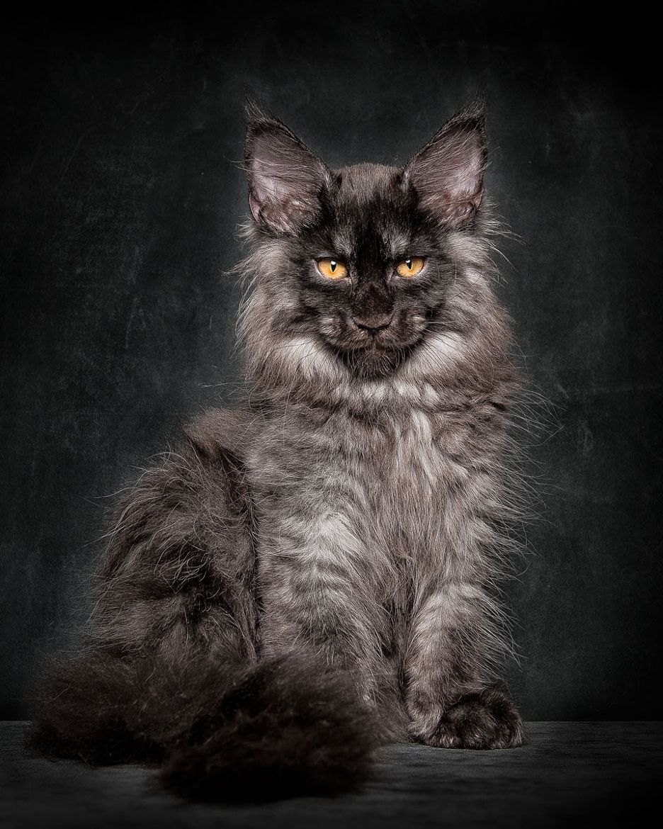 The Gentle Giant: Meet the Maine Coon- The Dog Of The Cat World