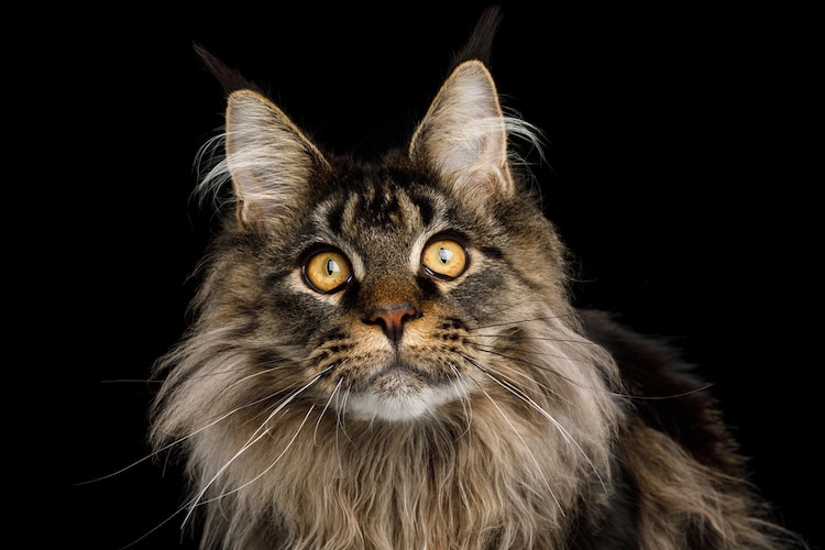 The Gentle Giant: Meet the Maine Coon- The Dog Of The Cat World