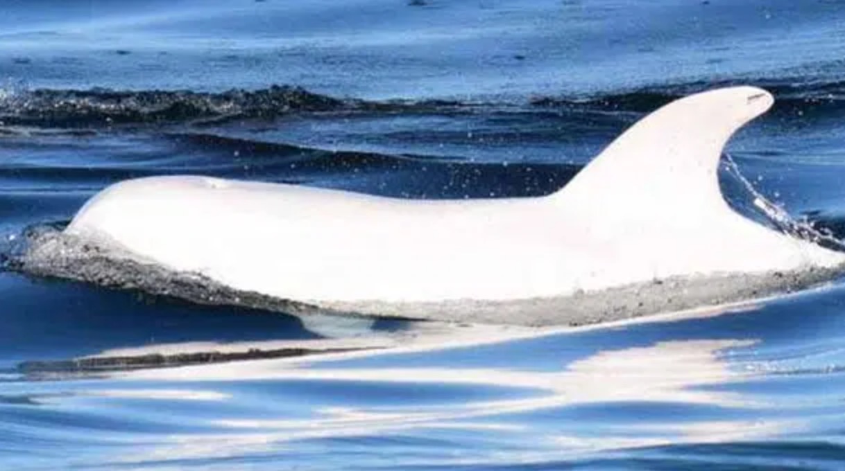 RARE Albino Dolphin Spotted, And It’s Hard To Believe It’s Real