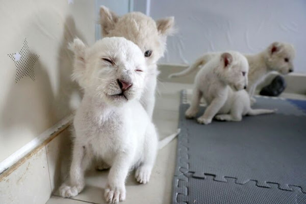 Extremely Rare White Lion Quadruplets Born at Safari Park