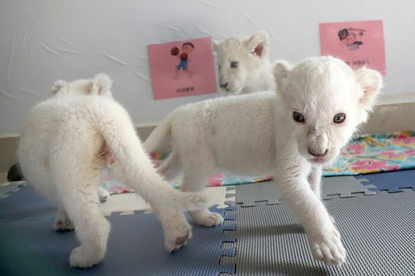 Extremely Rare White Lion Quadruplets Born at Safari Park