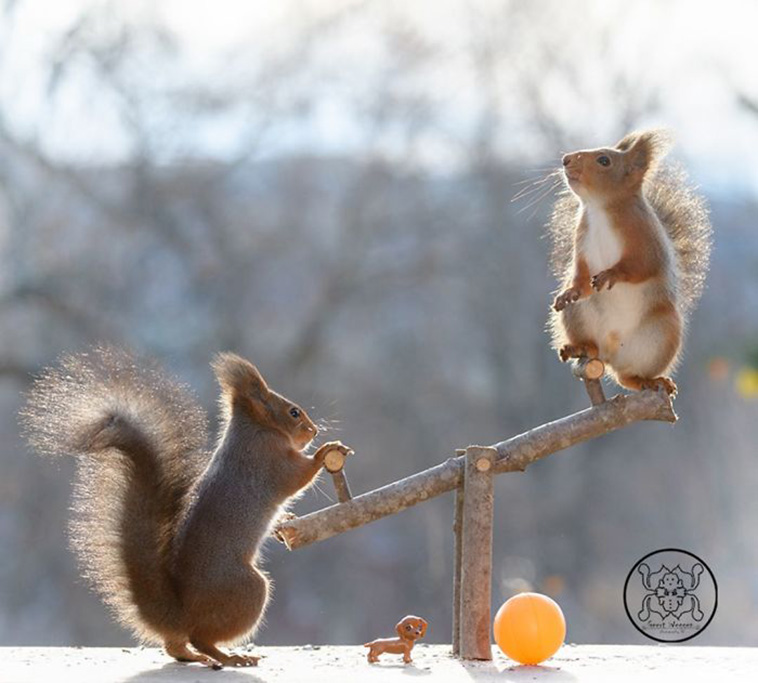Photographer Shares His 6-Year Collection Featuring Adorable Squirrels