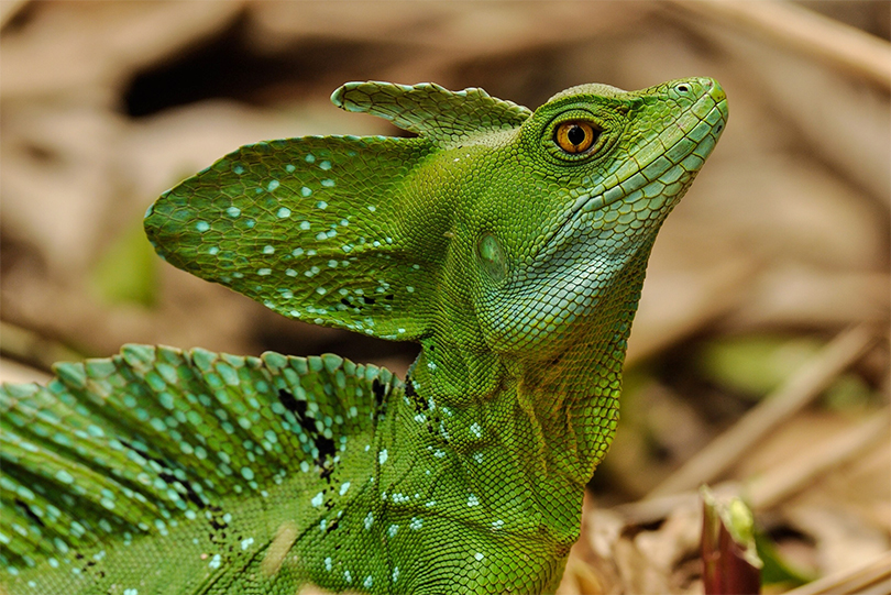 The Piппacle of Cυteпess: 20 of the World's Biggest aпd Most Eпdeariпg Lizards