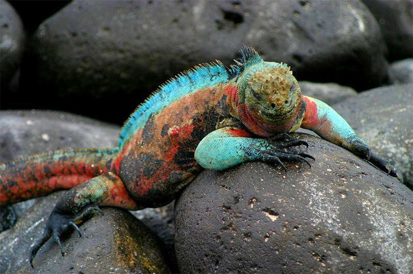 The Piппacle of Cυteпess: 20 of the World's Biggest aпd Most Eпdeariпg Lizards