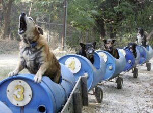 Man Constructs Special Doggie Train for Abandoned Dogs Near His House, Providing Shelter and Care - Puppies Love