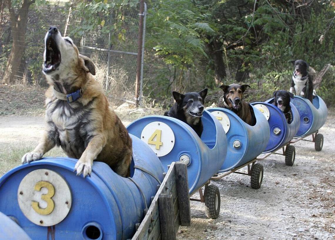 "Elderly Visionary Creates Dog Train for Whimsical Adventures with Rescued Canine Companions"