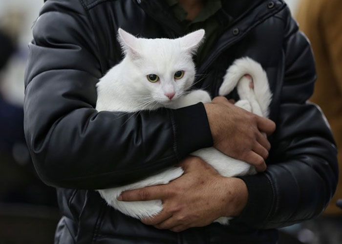Woman Carries And Comforts Cat Amid Air Raid Sirens Sounding In Kyiv, UkraineWoman Carries And Comforts Cat Amid Air Raid Sirens Sounding In Kyiv, Ukraine /vol /v – I Love Cats!