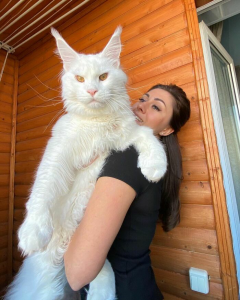 Meet Kefir, The Maine Coon Cat That Got Famous Because Of Its Enormous Size /vol /v – I Love Cats!