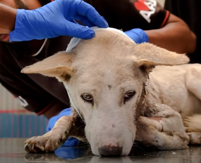 Witness the distressing sight of an injured dog, running in pain and confusion, underscoring the need for compassion and care. – News Vaults