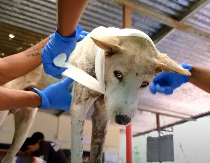 Witness the distressing sight of an injured dog, running in pain and confusion, underscoring the need for compassion and care. – News Vaults