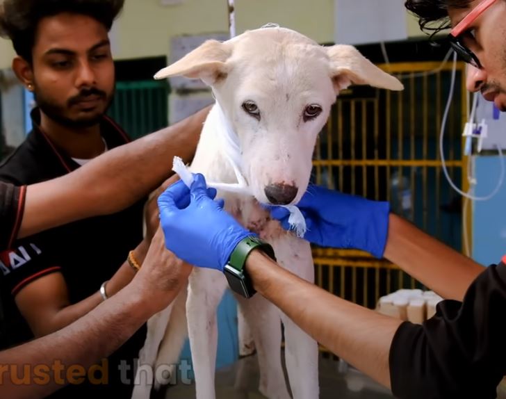 Witness the distressing sight of an injured dog, running in pain and confusion, underscoring the need for compassion and care. – News Vaults