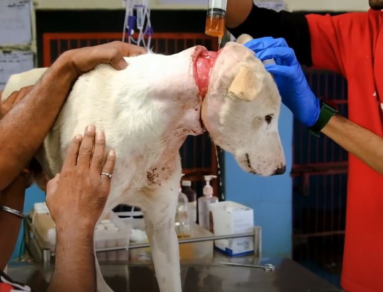 Witness the distressing sight of an injured dog, running in pain and confusion, underscoring the need for compassion and care. – News Vaults