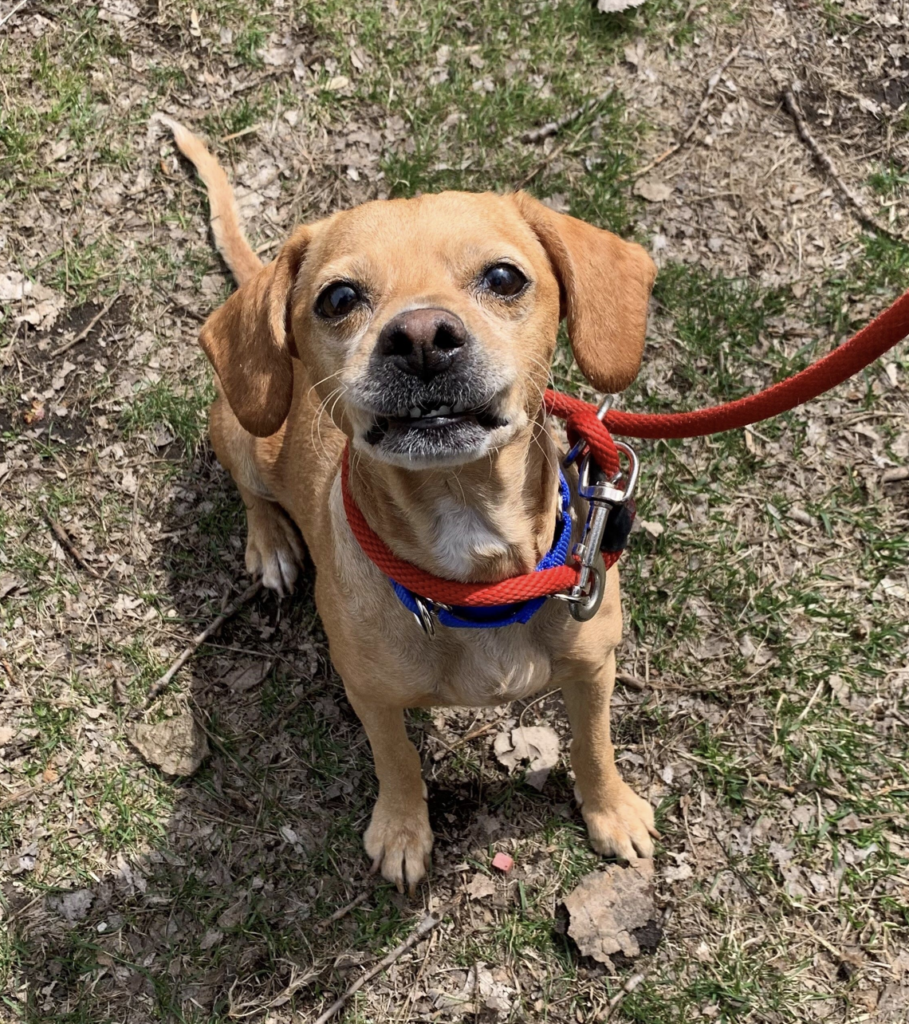 A dog found tied to a hydrant with a bag of favorite things is now doing great, demonstrating the positive impact of rescue and second chances. – News Vaults