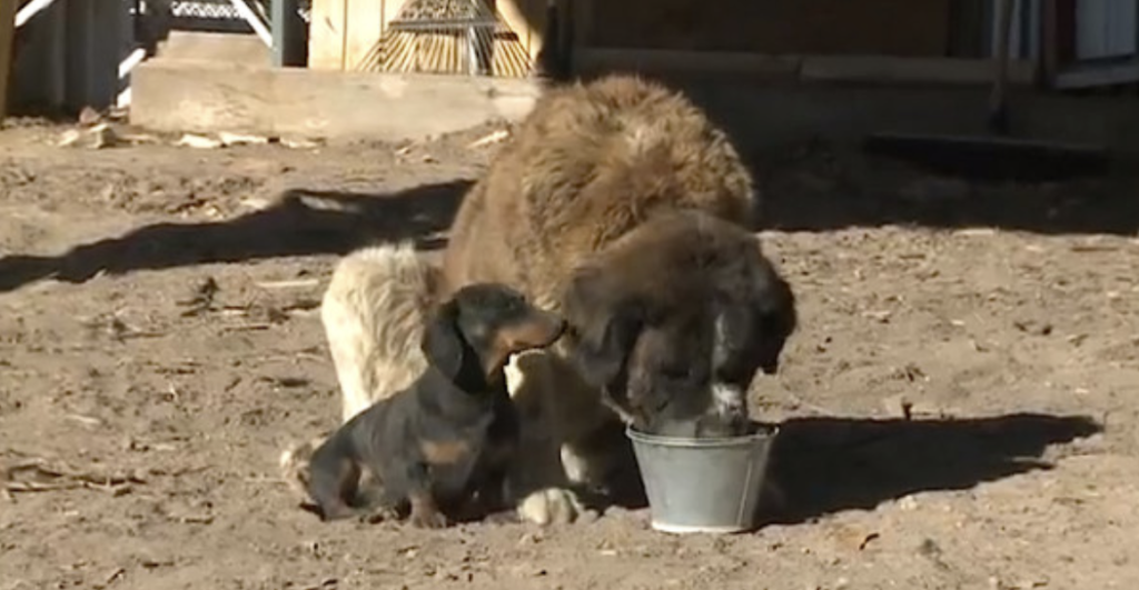 A heroic Dachshund comes to the rescue of a St. Bernard, showcasing the bravery and courage that can be found in dogs, regardless of their size. – The Red Donkey