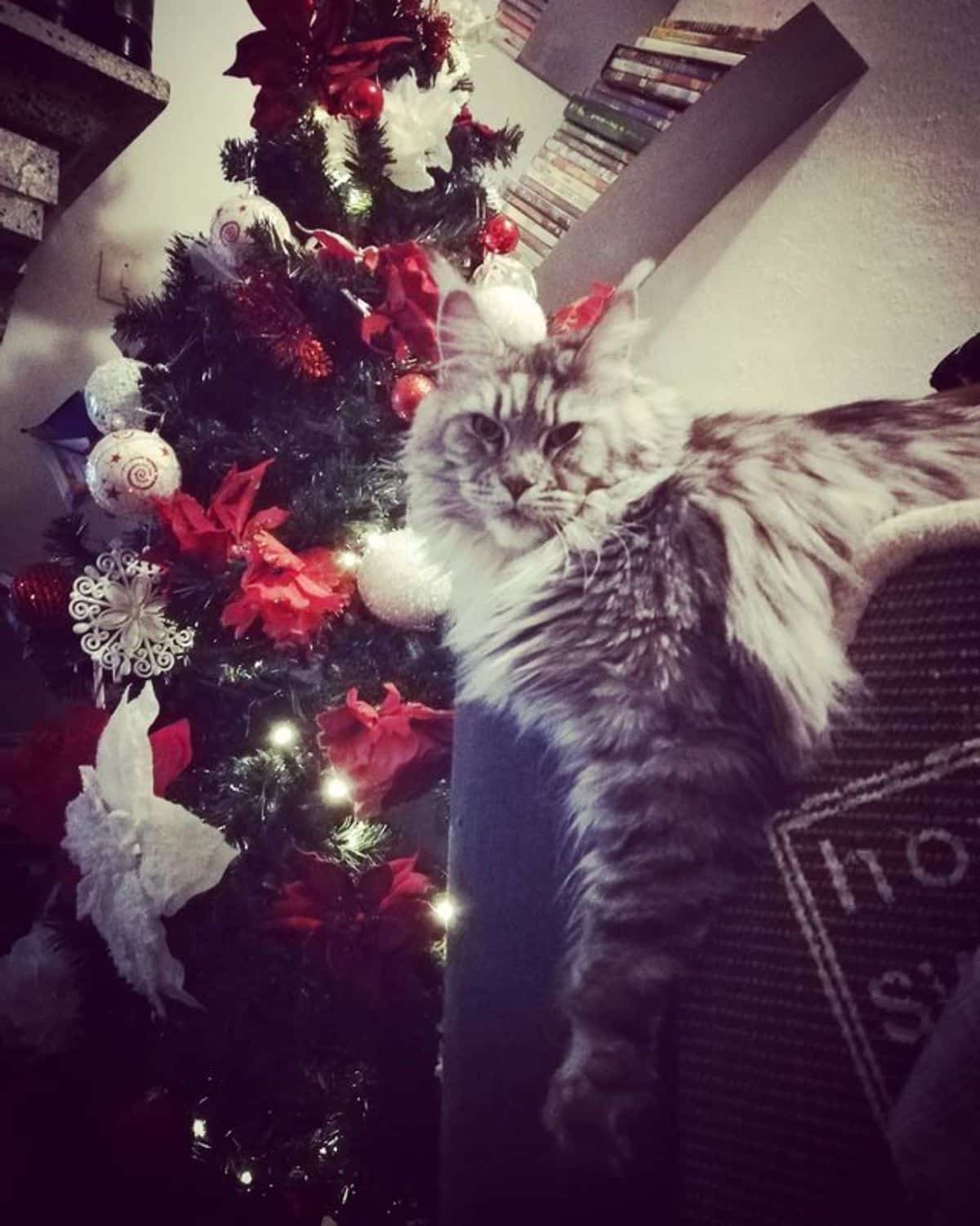 "Adore These 17 Charming Maine Coon Cats with Silver Tabby Fur" - yeudon