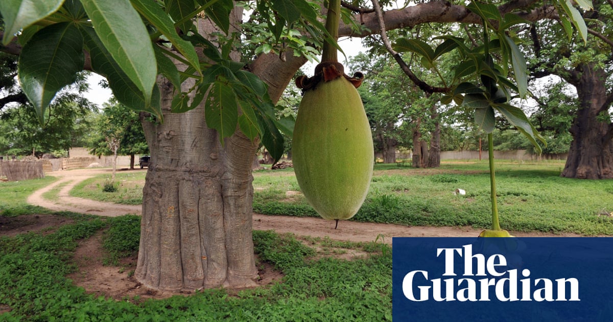 Exploring The Nutritional Riches Of Baobab Fruit: Nature's Treasured Gift from The African Savanna - Amazing Nature