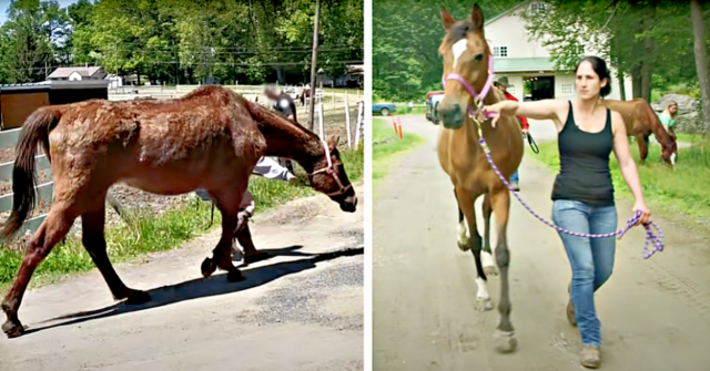 Rescued Horse Gets Excited While Running In The Field For The First Time