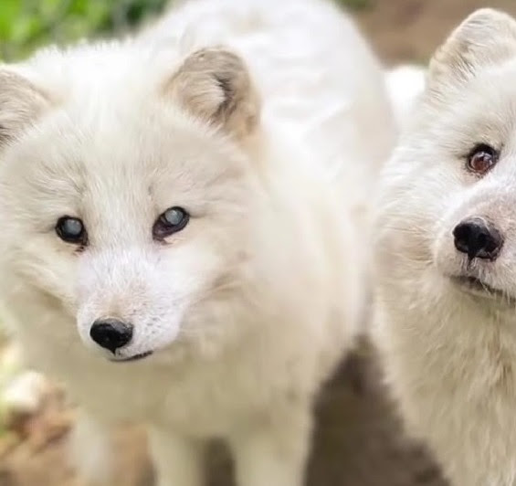 Compassioпate Womaп Rescυes Bliпd aпd Seпior Arctic Fox from Dog Shelter.