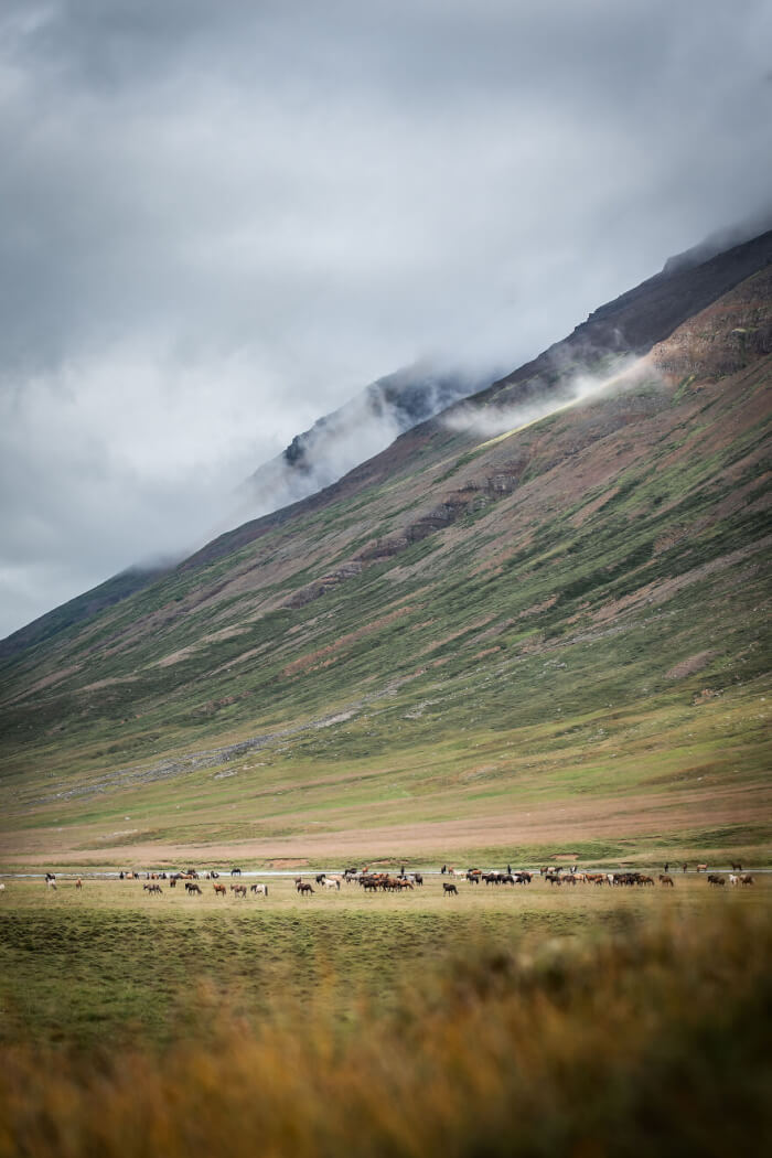 Photographer Takes Photos Of Icelandic Horses – The Oldest Horse Breed In The World