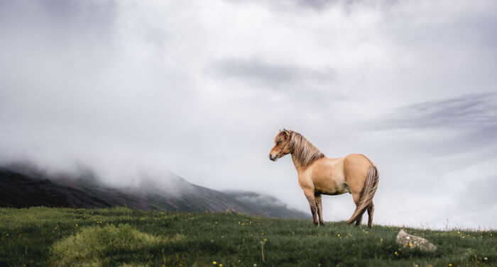 Photographer Takes Photos Of Icelandic Horses – The Oldest Horse Breed In The World