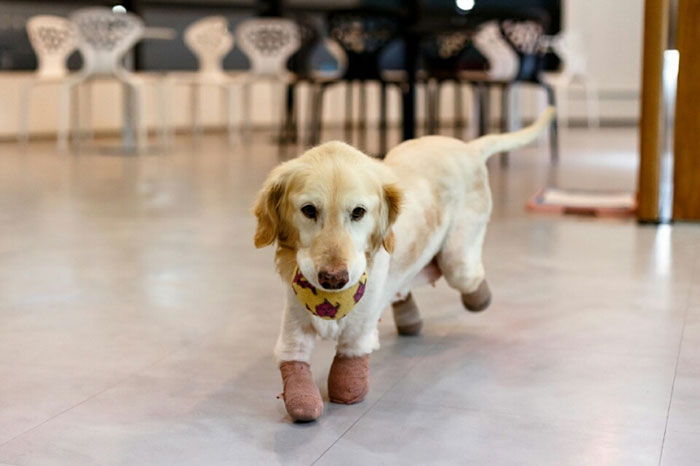 Puppy Who Lost All 4 Paws In Korean Meat Market Finally Gets Adopted