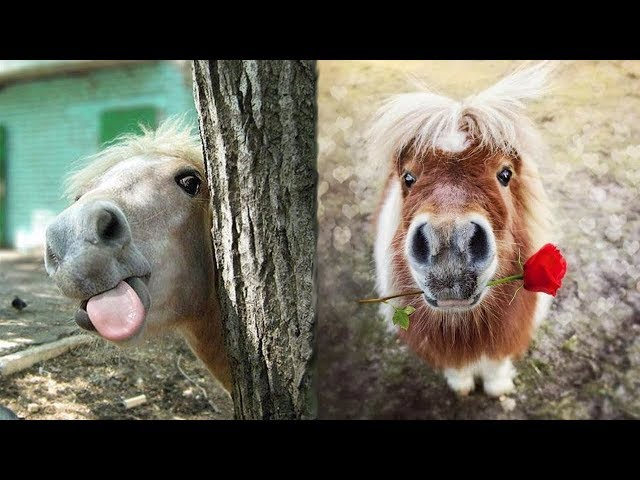 Adorable Horse Moments: Unplanned Cuteness Captured on Camera (Video)