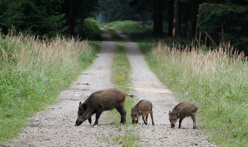 The Puzzling Mystery of Radioactive Wild Pigs in Germany Unveiling the Cause