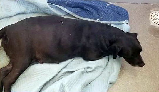 Mama dog dumped at shelter during labor complications loses all 21 of her puppies, highlighting the heartbreaking challenges faced by animals in distress. - Puppies Love