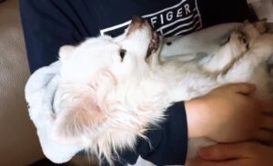 “We will reunite in the next life” – A 16-year-old dog spent its final hours with its family before taking its last breath