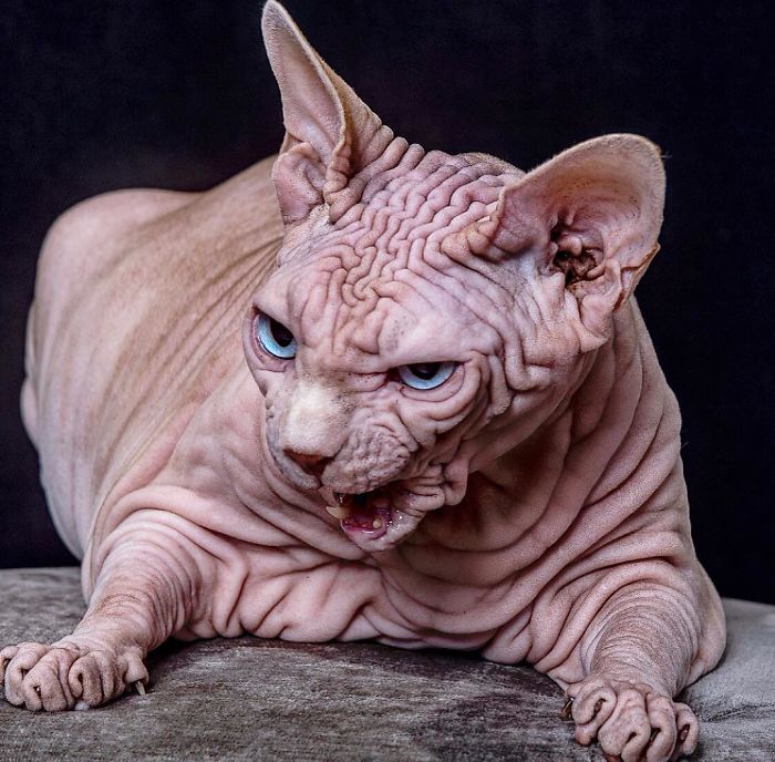 The Surprisingly Sweet Personality Behind the Extra-Wrinkly, Intimidating Appearance of This Feline - yeudon