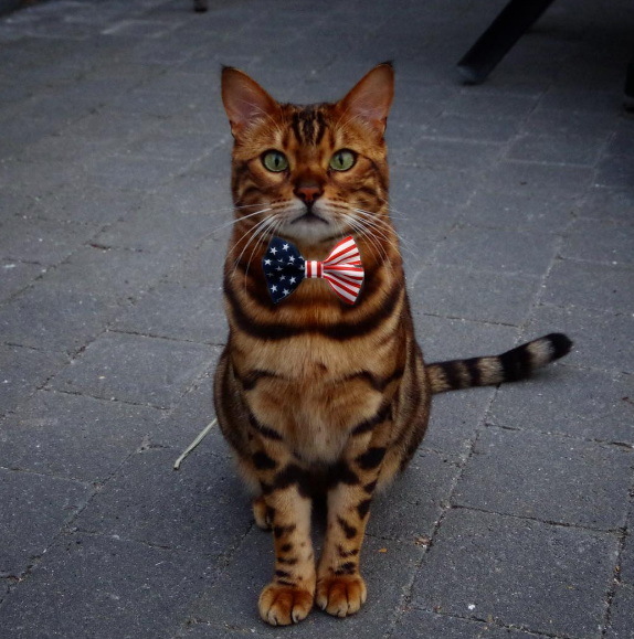 "Behind the Purr-fect Looks of Thor the Mighty Cat: A Close-up Exploration of his Fierce Beauty" - yeudon