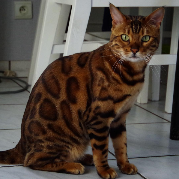 "Behind the Purr-fect Looks of Thor the Mighty Cat: A Close-up Exploration of his Fierce Beauty" - yeudon