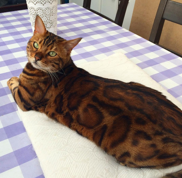 "Behind the Purr-fect Looks of Thor the Mighty Cat: A Close-up Exploration of his Fierce Beauty" - yeudon