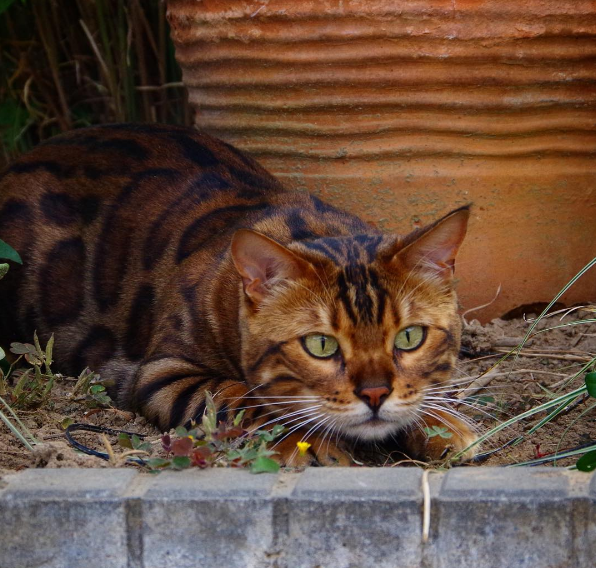 "Behind the Purr-fect Looks of Thor the Mighty Cat: A Close-up Exploration of his Fierce Beauty" - yeudon