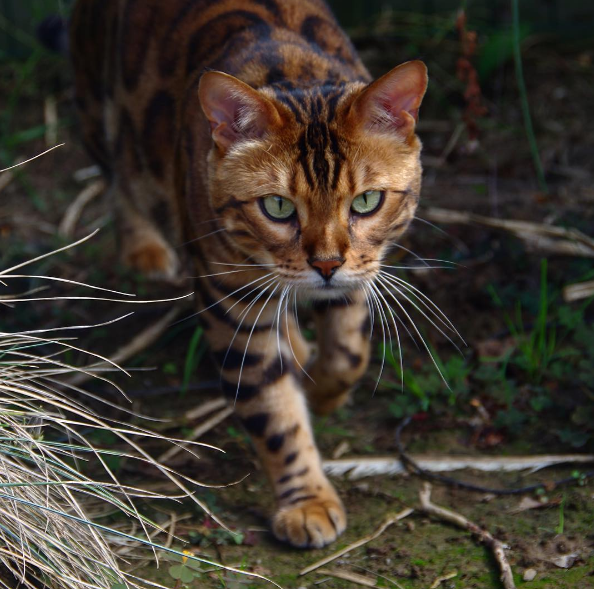 "Behind the Purr-fect Looks of Thor the Mighty Cat: A Close-up Exploration of his Fierce Beauty" - yeudon