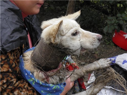 Moved by the Image of a 'Reformed' Dog After a Year of Suffering, Chained in Constant Pain