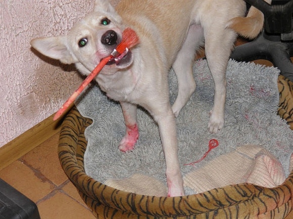 Moved by the Image of a 'Reformed' Dog After a Year of Suffering, Chained in Constant Pain