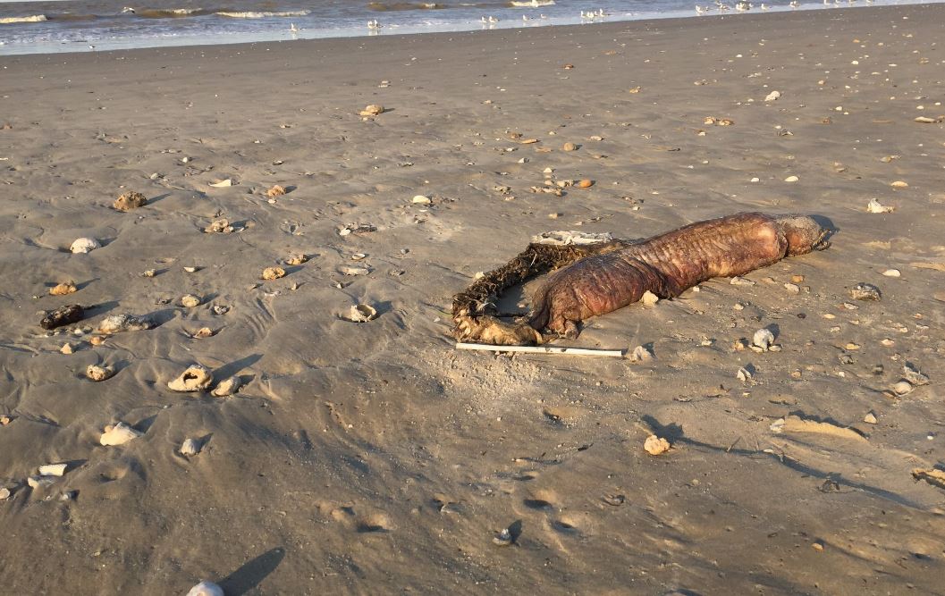 Mysterious Canine-Like Creature Found on Chinese Coastline After Massive Storm (Video)