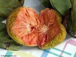 The Wondrous Jackfruit: Unveiling Its Rich Heritage, Culinary Flexibility, And Nutritional Abundance - Nature and Life