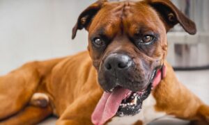 Heartbreaking Scene of Dog Diagnosed with Four Terrible Diseases Lying Helplessly on the Ground Evokes Tears