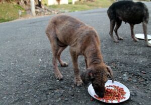 Dad finds out son has been secretly helping strays dogs, he couldn’t be more proud and joins him!